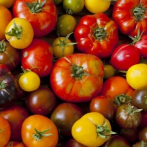 Mélange tomate ancienne