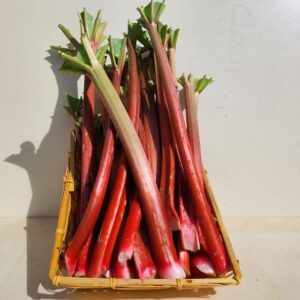 Rhubarbe (au kilo)