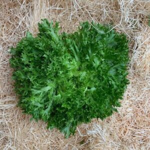 Salade Frisée Blonde
