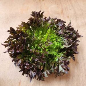 Salade frisée rouge