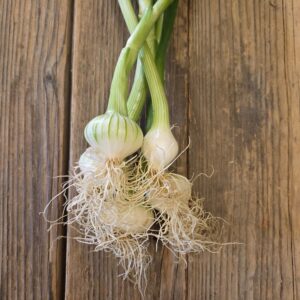 Oignons blancs (en botte)