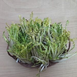 Pissenlit - Ferme Reymann Raedersheim