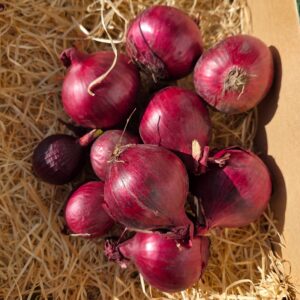 Oignon rouge (au kilo)